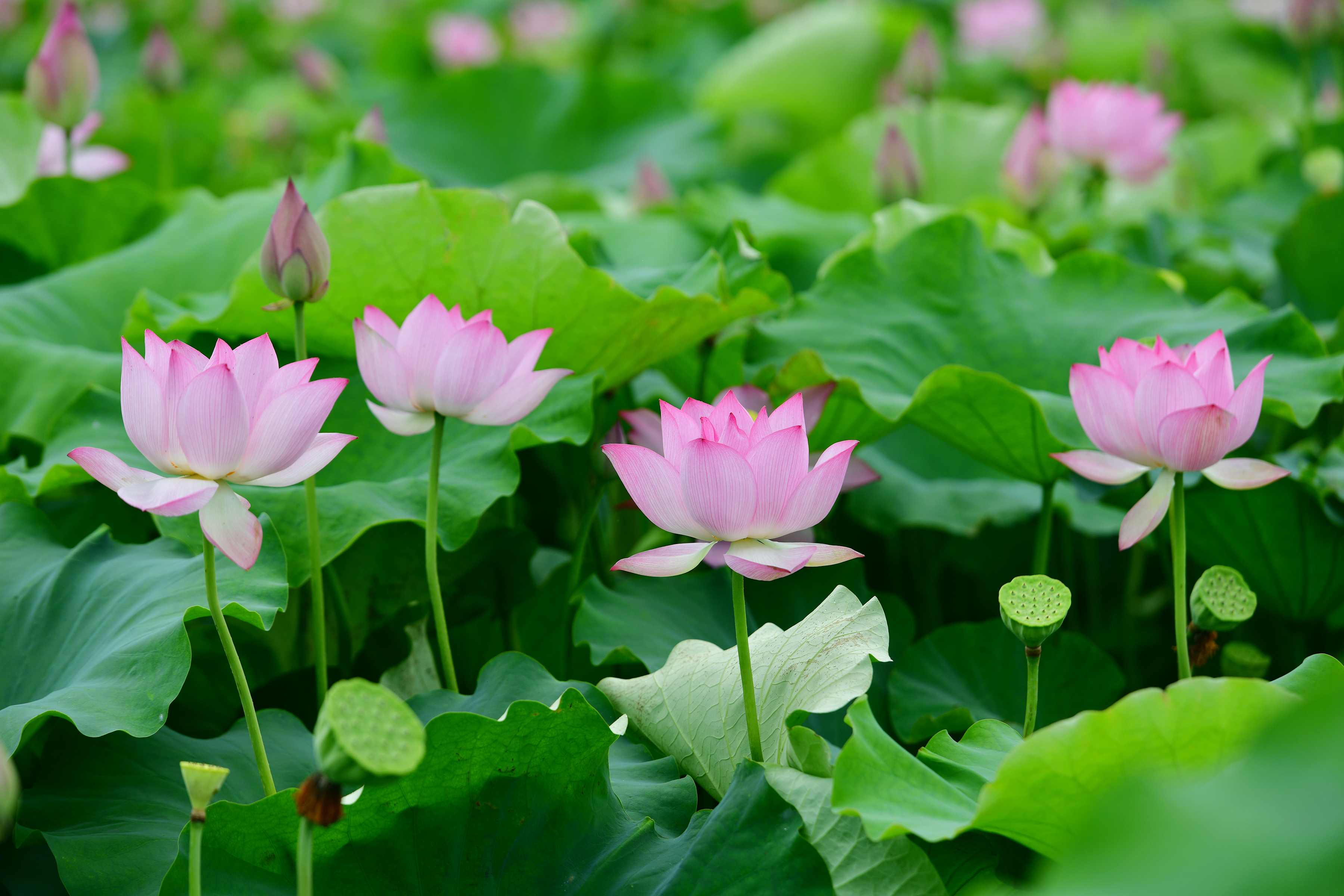 亭亭玉立的荷花