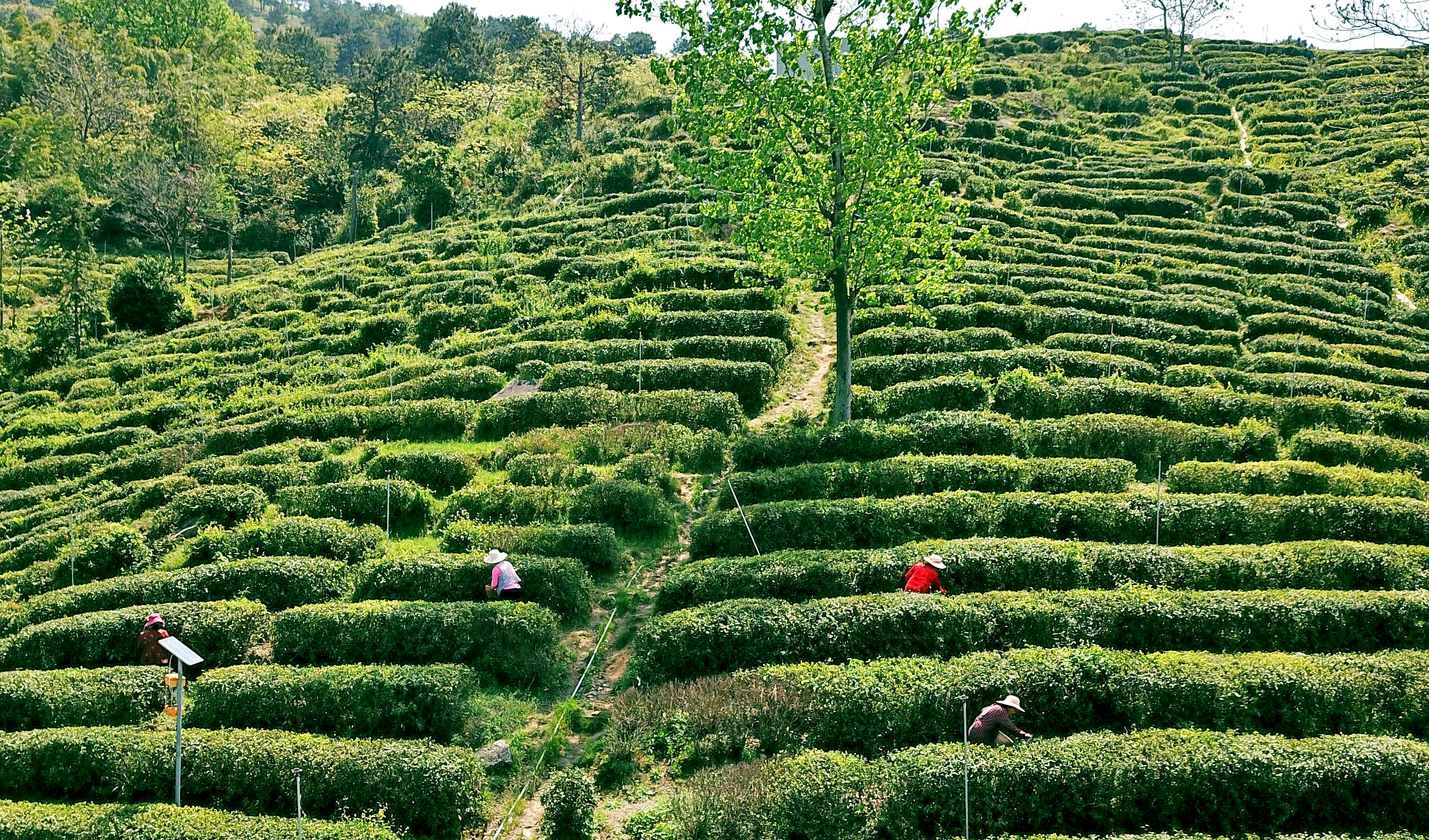 采茶2.jpg